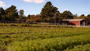 Big Train Farm