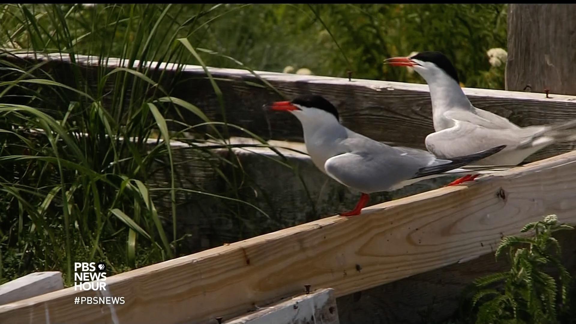 A summer colony where seabirds and science nest