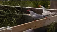A summer colony where seabirds and science nest