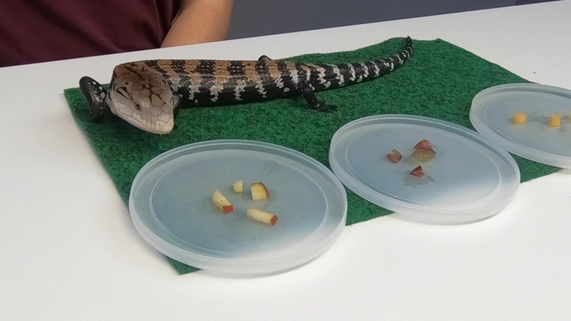 Blue tongue skink store petco