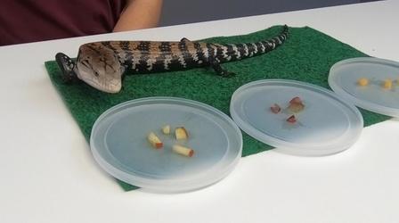 Video thumbnail: Camp TV Trying New Foods with a Lizard