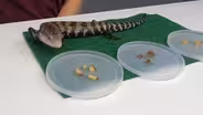 Trying New Foods with a Lizard