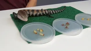 Trying New Foods with a Lizard