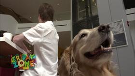 Video thumbnail: The Friday Zone Helping Hounds