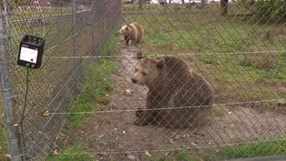 With bear hunting canceled in NJ, new policy details awaited
