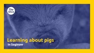 Learning about pigs