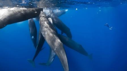 Video thumbnail: Nature What It's Like to be Surrounded by Whales