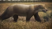 The Forgotten Story of the Beardogs