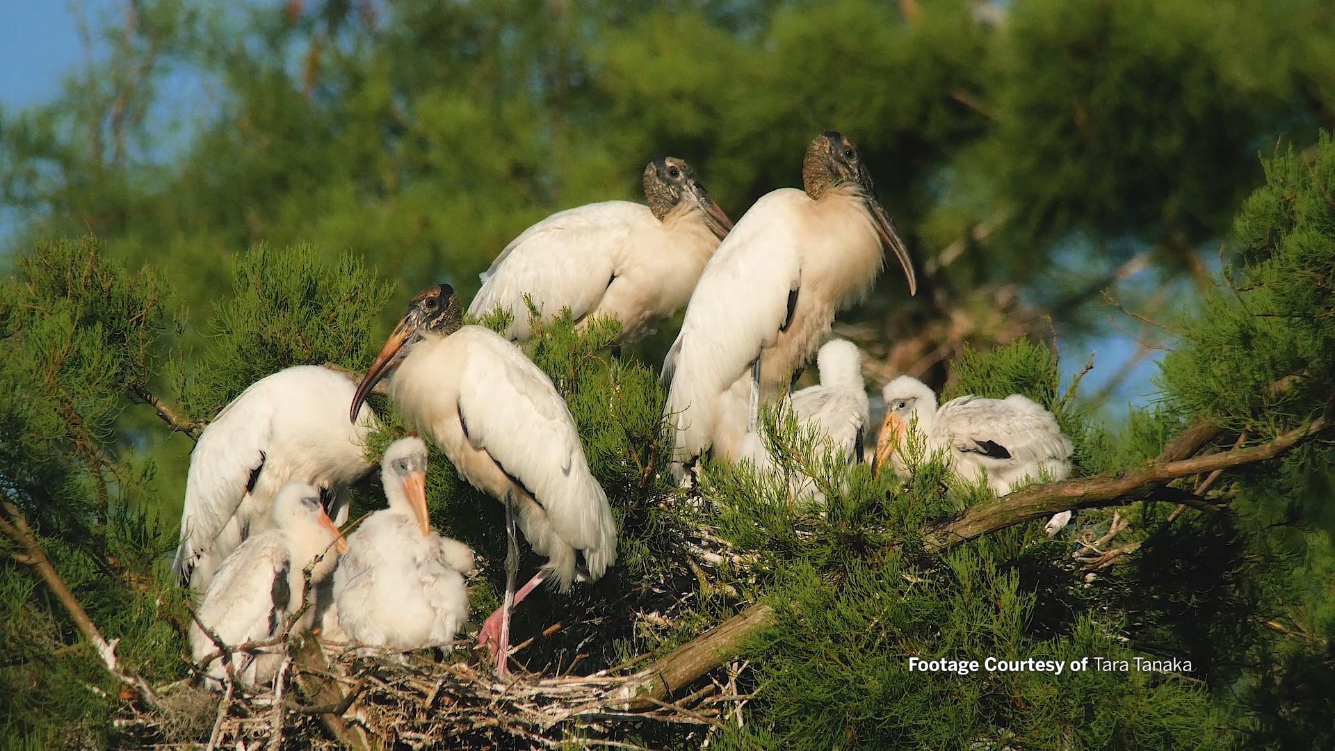 Jim and Tara's Wood Stork Rookery|A Backyard Swamp Adventure