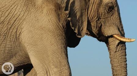 Video thumbnail: Deep Look How Elephants Listen ... With Their Feet