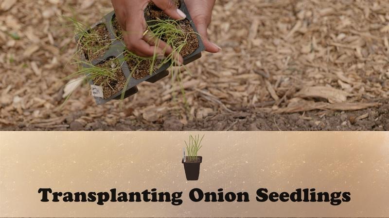 Let's Grow Stuff : Transplanting Onion Seedlings