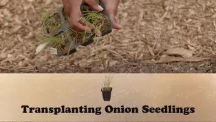 Transplanting Onion Seedlings