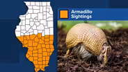 Armadillos Are Moving North Into Illinois