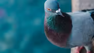 Celebrate Urban Birds Crash Course - English