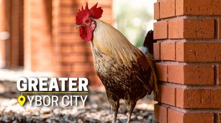 Video thumbnail: Greater Ybor City Home of the Chicken