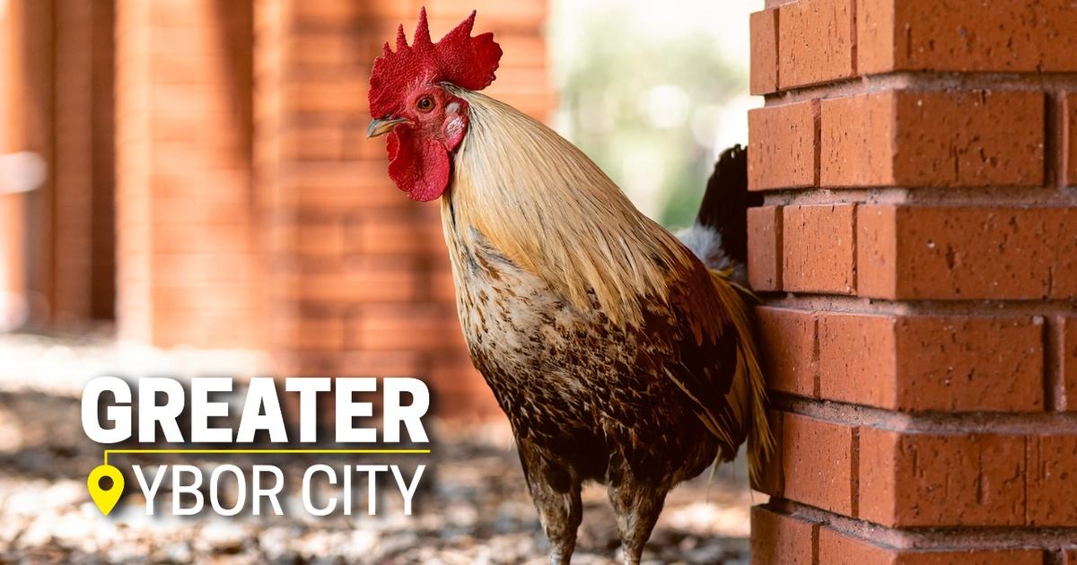 Greater Ybor City Home of the Chicken Episode 2 PBS