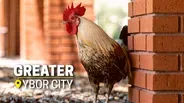 Home of the Chicken