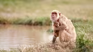 Macaque Monkeys Adapt After Hurricane Maria