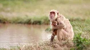 Macaque Monkeys Adapt After Hurricane Maria