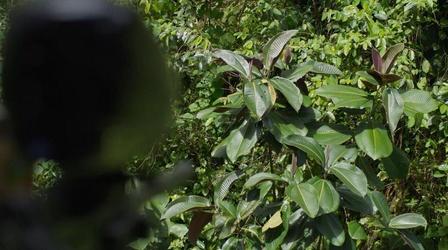 Video thumbnail: The Green Planet One Sharpshooter Way to Stop an Invasive Plant