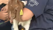 Baby Farm Animals