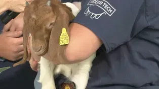 Baby Farm Animals