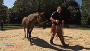 Horse Sense