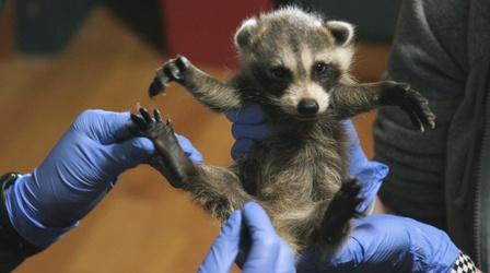 Video thumbnail: Rhode Island PBS Weekly Call of the Wild