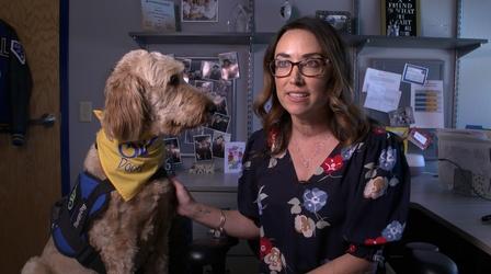 Video thumbnail: Student Spotlight Meet Dood, the therapy dog at Sierra Vista HS!