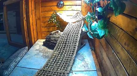 Video thumbnail: Emerging Voices Habitat | How to Take Care of a Bearded Dragon