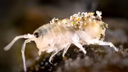 Beach Day? These 5 Surprising Creatures are Hanging Out Too