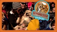 Petting Zoo: Golden Retrievers Meet in Golden, Colorado