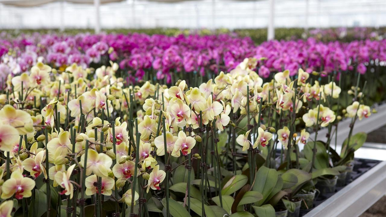 Demystifying Orchids