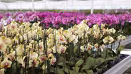 Demystifying Orchids