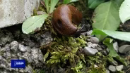 You Bet Your Garden S3 Ep. 5 Slugs