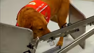 This Device Smells Diseases by Imitating a Dog's Nose