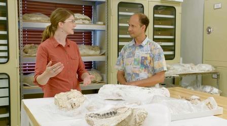 The Value of Fossils