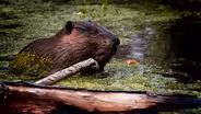 Beaver Assisted Restoration