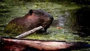 Beaver Assisted Restoration