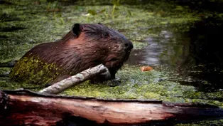 Beaver Assisted Restoration