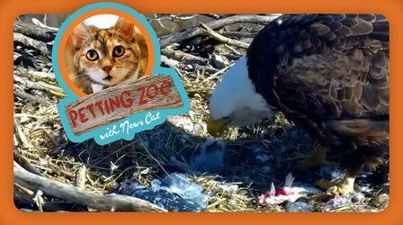 Video thumbnail: NewsDepth Petting Zoo: First Eaglet of the Season Hatches