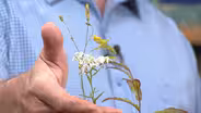 Native Plants for Healthy Forests