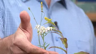 Native Plants for Healthy Forests