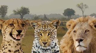 Big Cats Unleashed - Evolution of Big Cat Looks