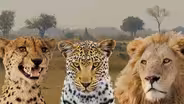 Big Cats Unleashed - Evolution of Big Cat Looks