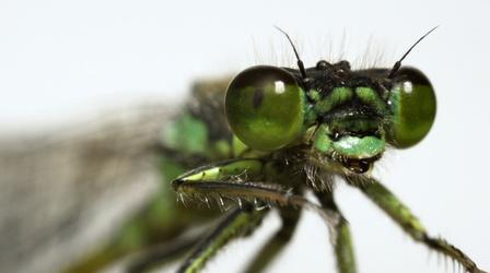 Video thumbnail: Deep Look These Rare Damselflies Find Love With a Twist in Fog City