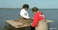 Oyster Farming, Stormwater Runoff, and Parking Technology