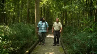 Great Dismal Swamp National Wildlife Refuge