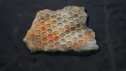 Something Has Been Making This Mark For 500 Million Years