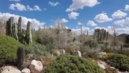 DESERT SEEDS, BEES & WILDCATS